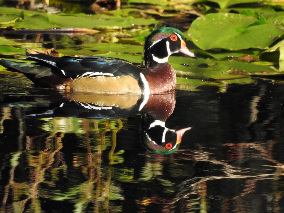 Canard branchu - ML623902922