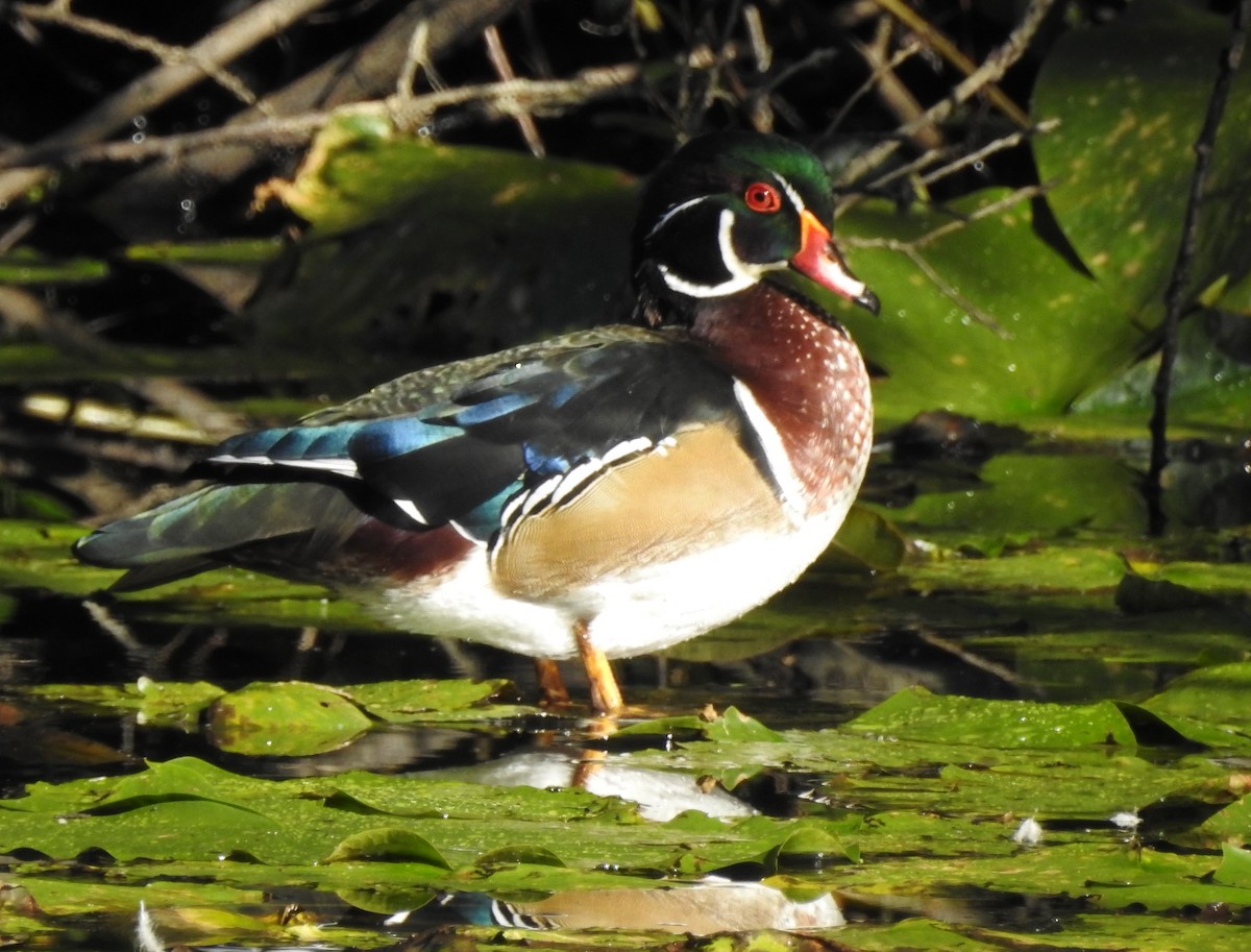 Canard branchu - ML623902925