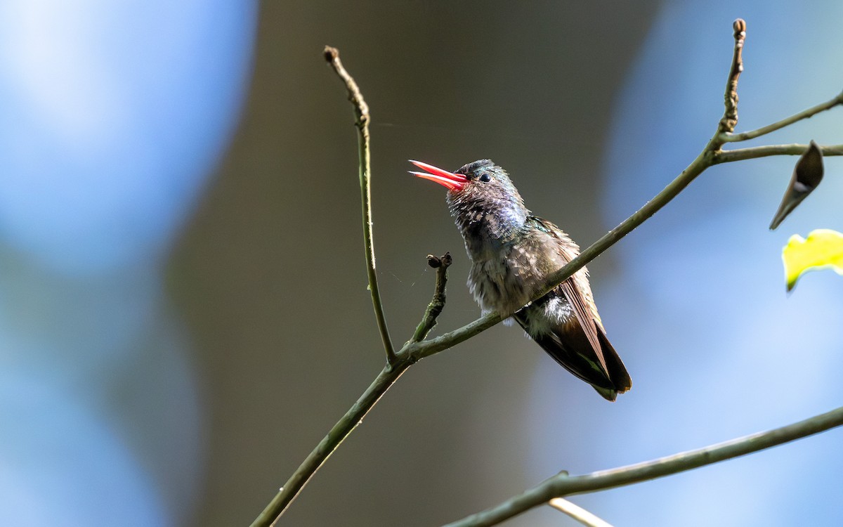 Blue-throated Goldentail - ML623902926