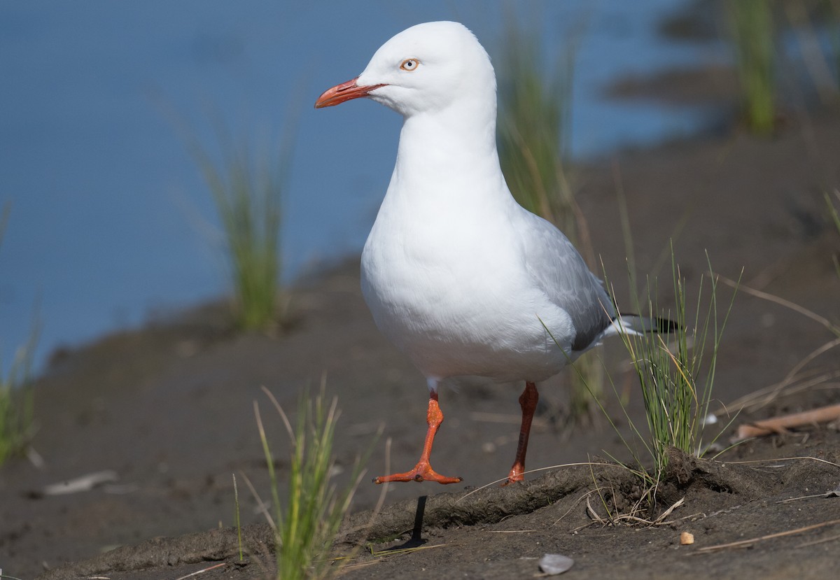 Gaviota Plateada - ML623902929