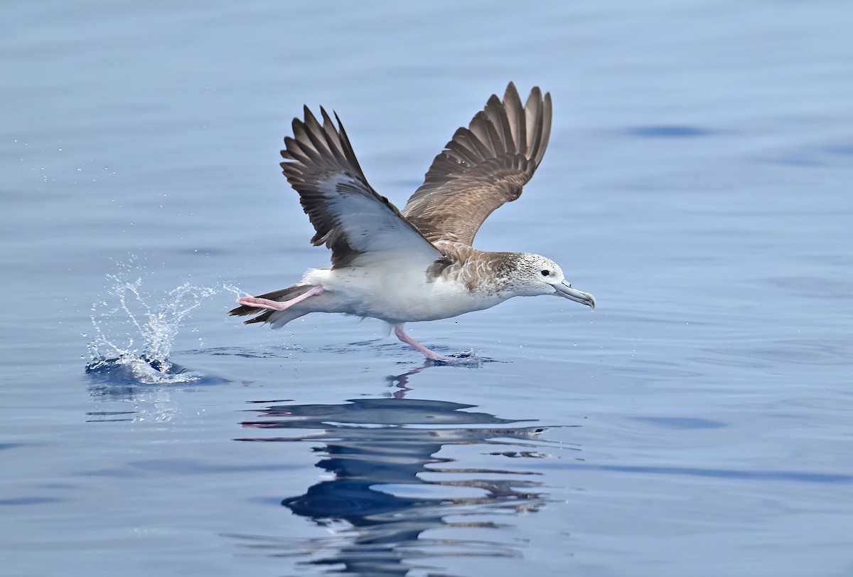 Streaked Shearwater - ML623902935