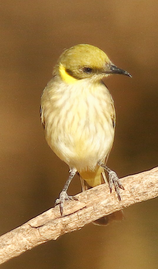 Gray-fronted Honeyeater - ML623902936