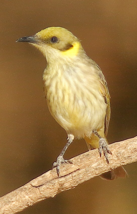 Gray-fronted Honeyeater - ML623902938