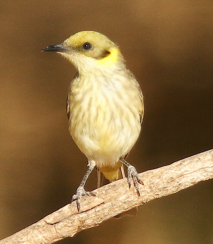 Gray-fronted Honeyeater - ML623902940