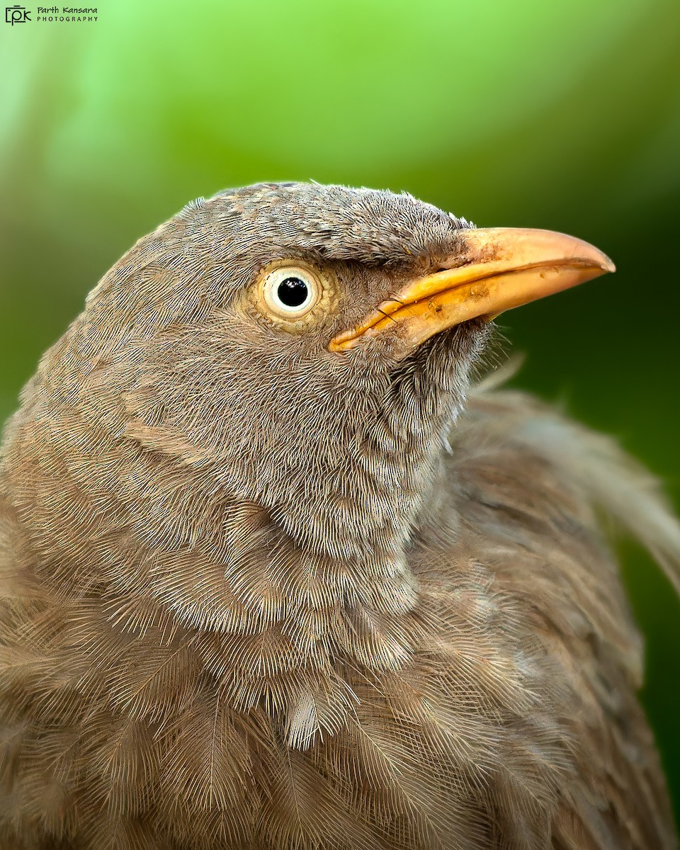 Jungle Babbler - ML623902946