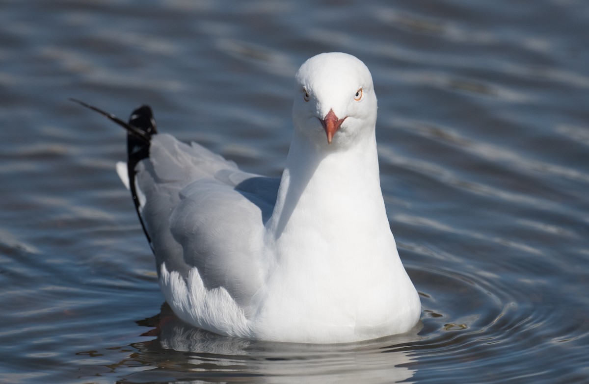 Silver Gull - ML623902950