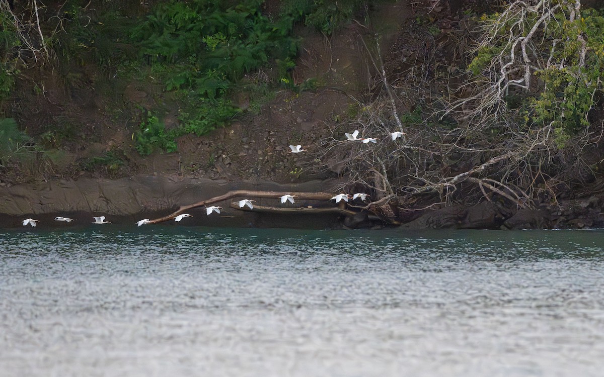 White Ibis - ML623902956