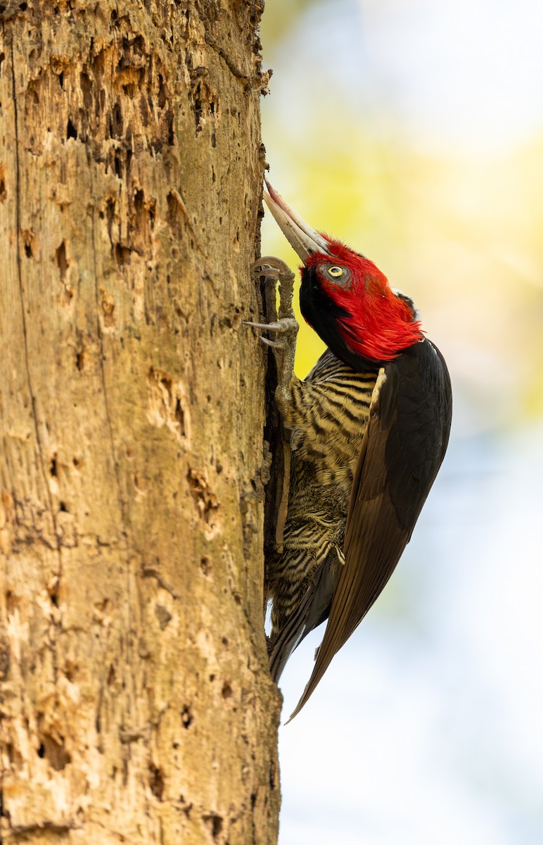 Pale-billed Woodpecker - ML623902966