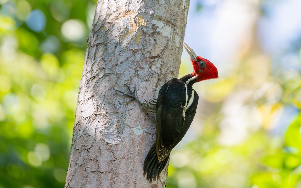 Pale-billed Woodpecker - Serge Horellou