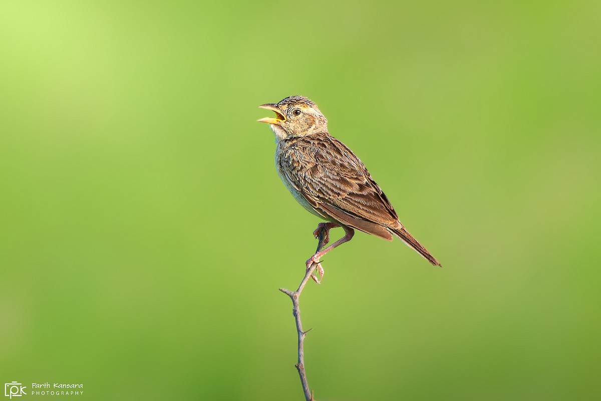 Singing Bushlark (Singing) - ML623902971