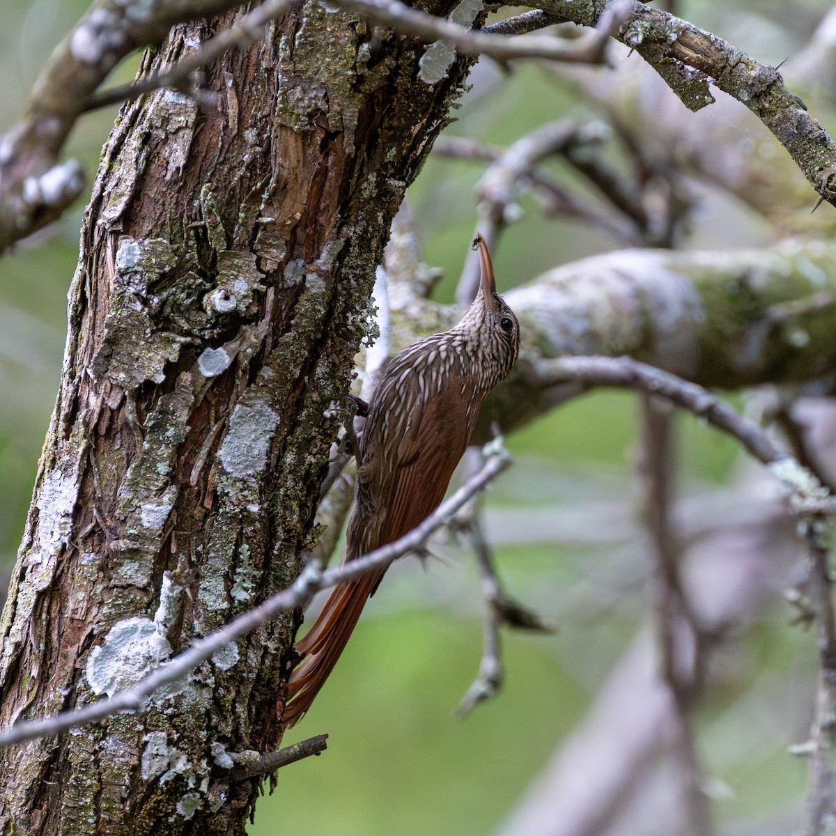 Streak-headed Woodcreeper - ML623902978