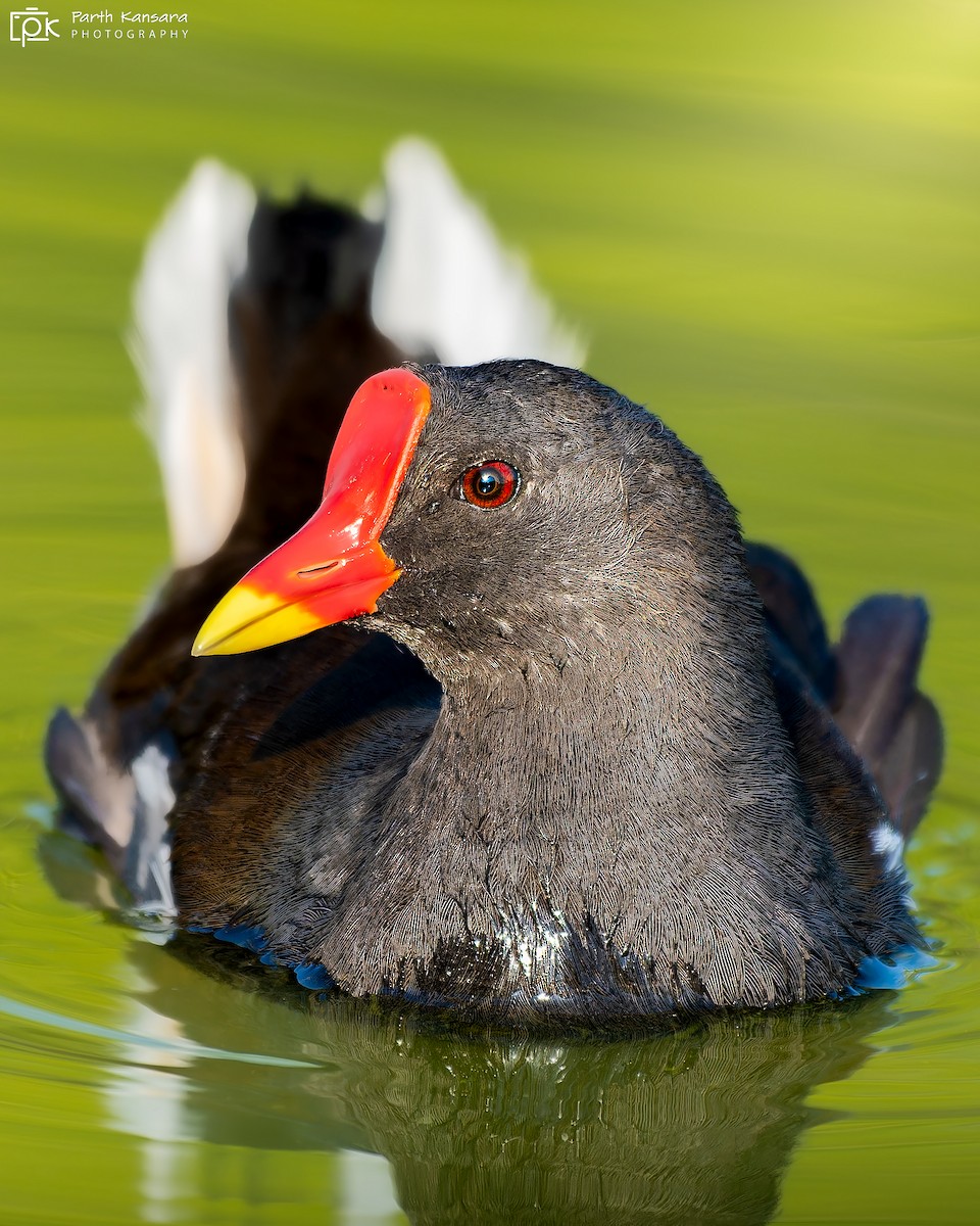 Gallinule poule-d'eau - ML623902979