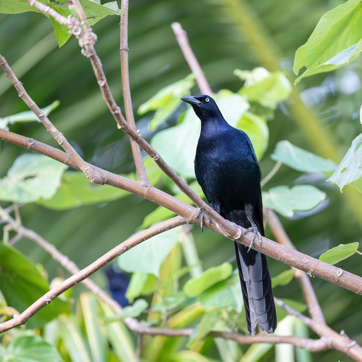 Great-tailed Grackle - ML623902982