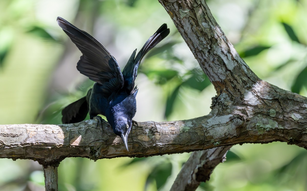 Great-tailed Grackle - ML623902983