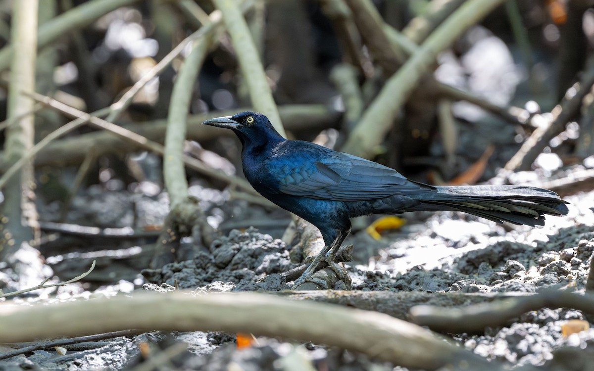 Great-tailed Grackle - ML623902984