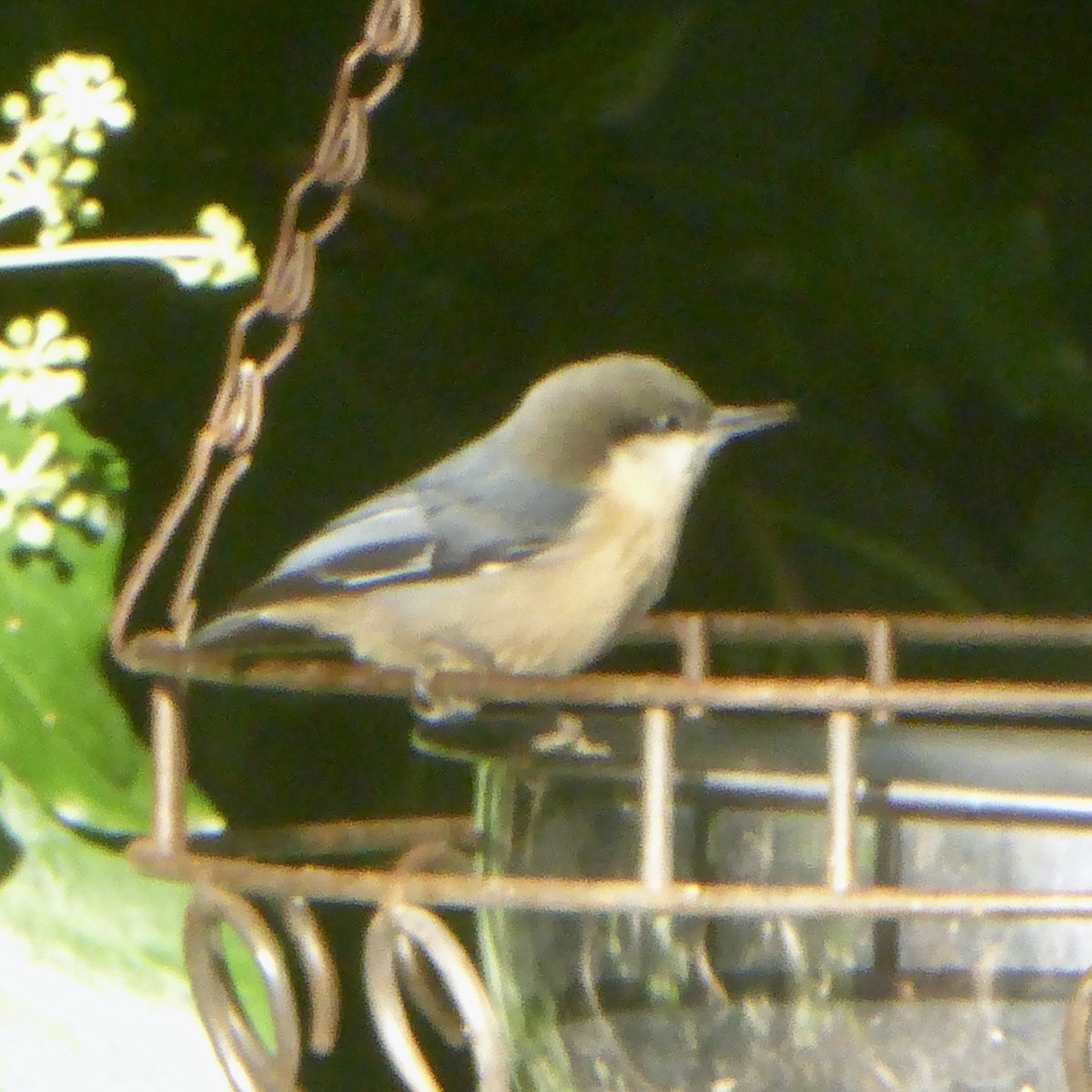 Pygmy Nuthatch - ML623902988