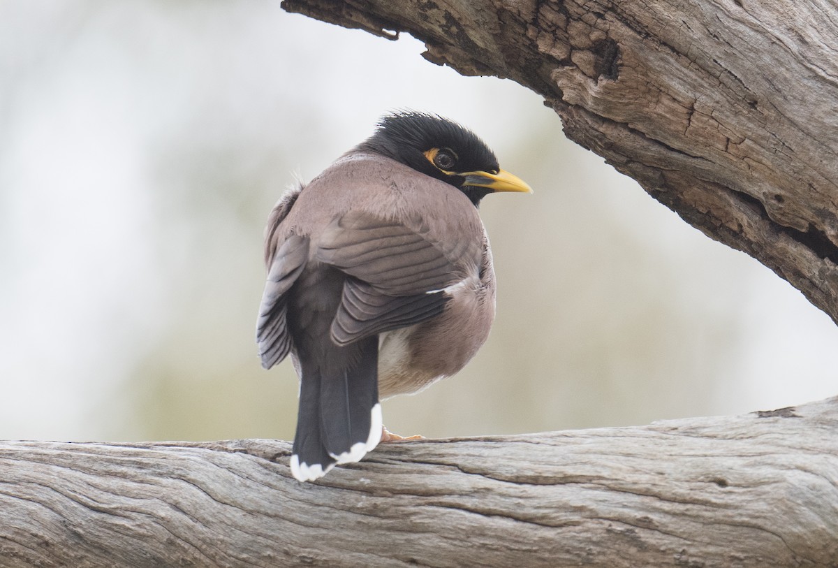 Common Myna - ML623902989