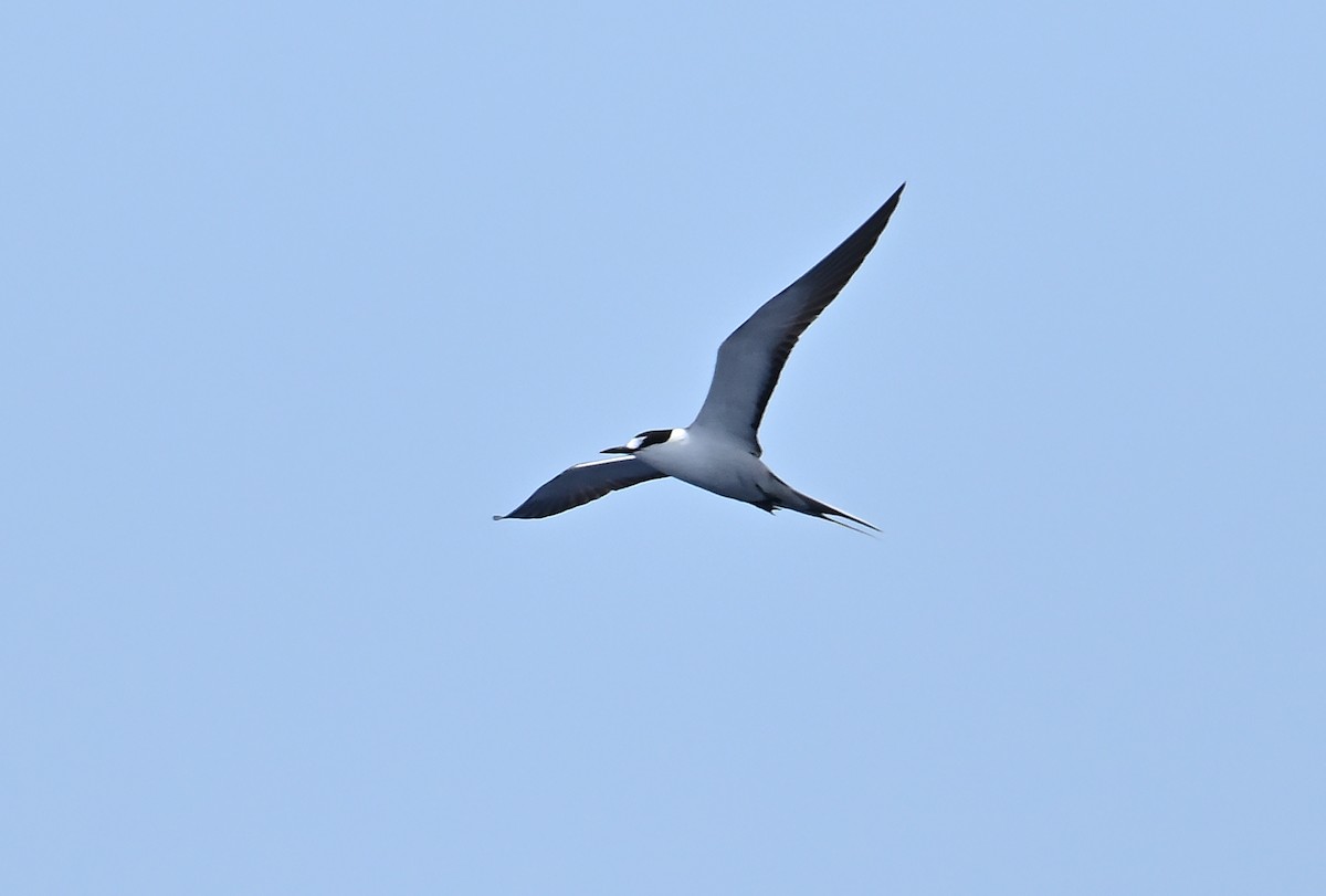 Sooty Tern - ML623902991