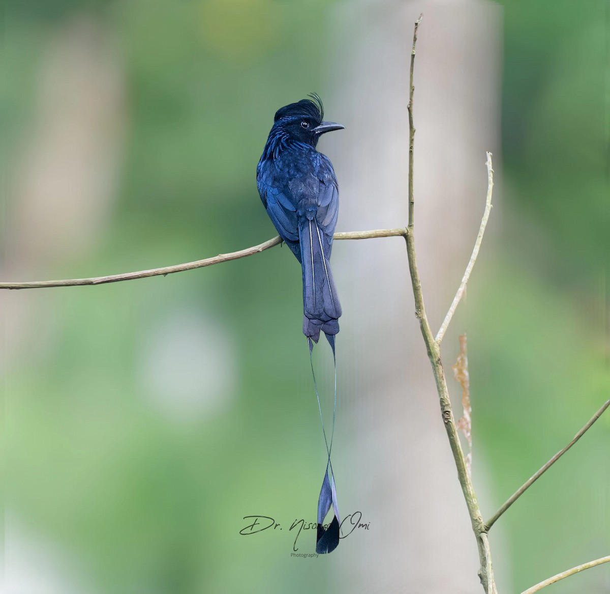 Greater Racket-tailed Drongo - ML623903006