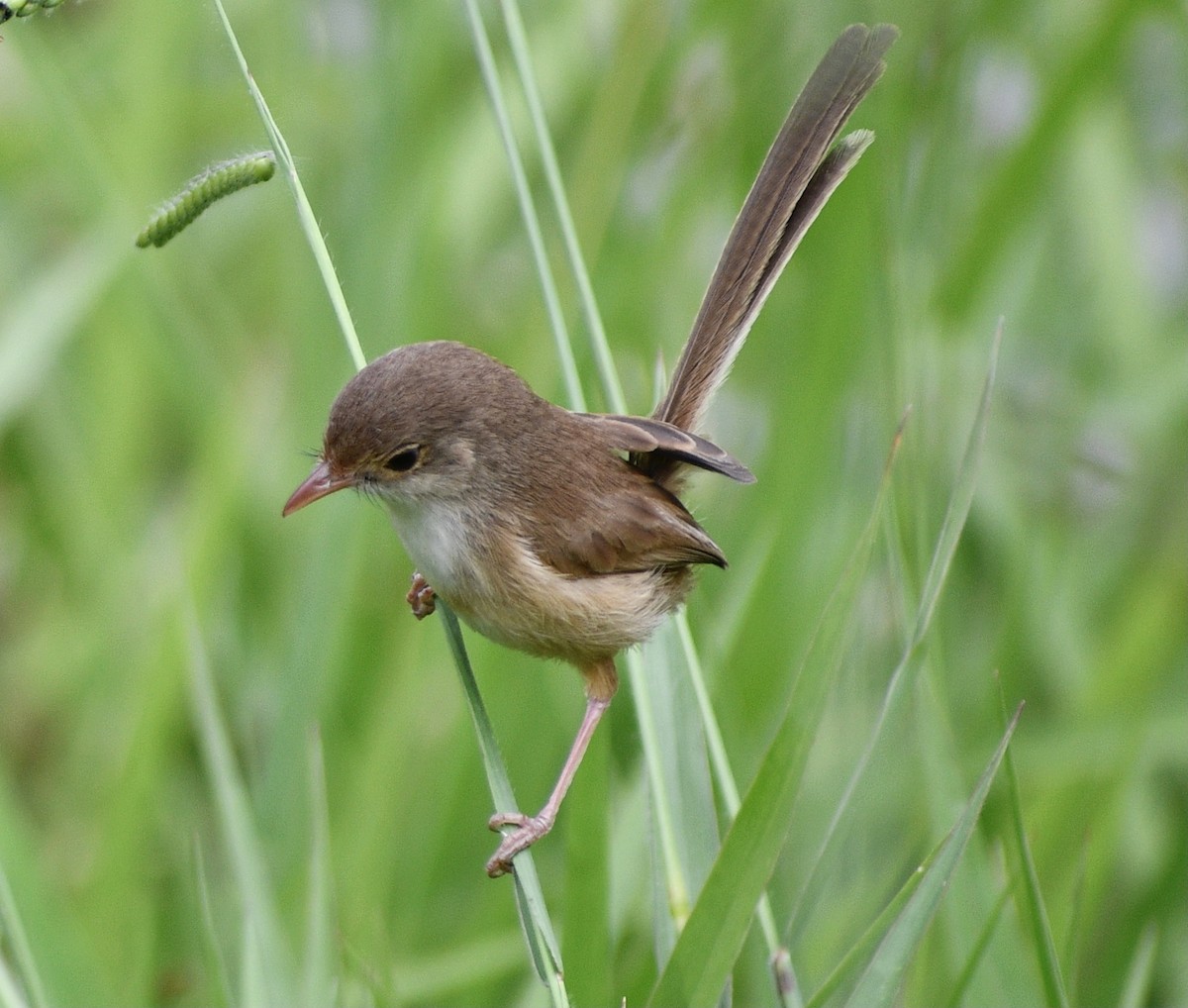 Red-backed Fairywren - ML623903007