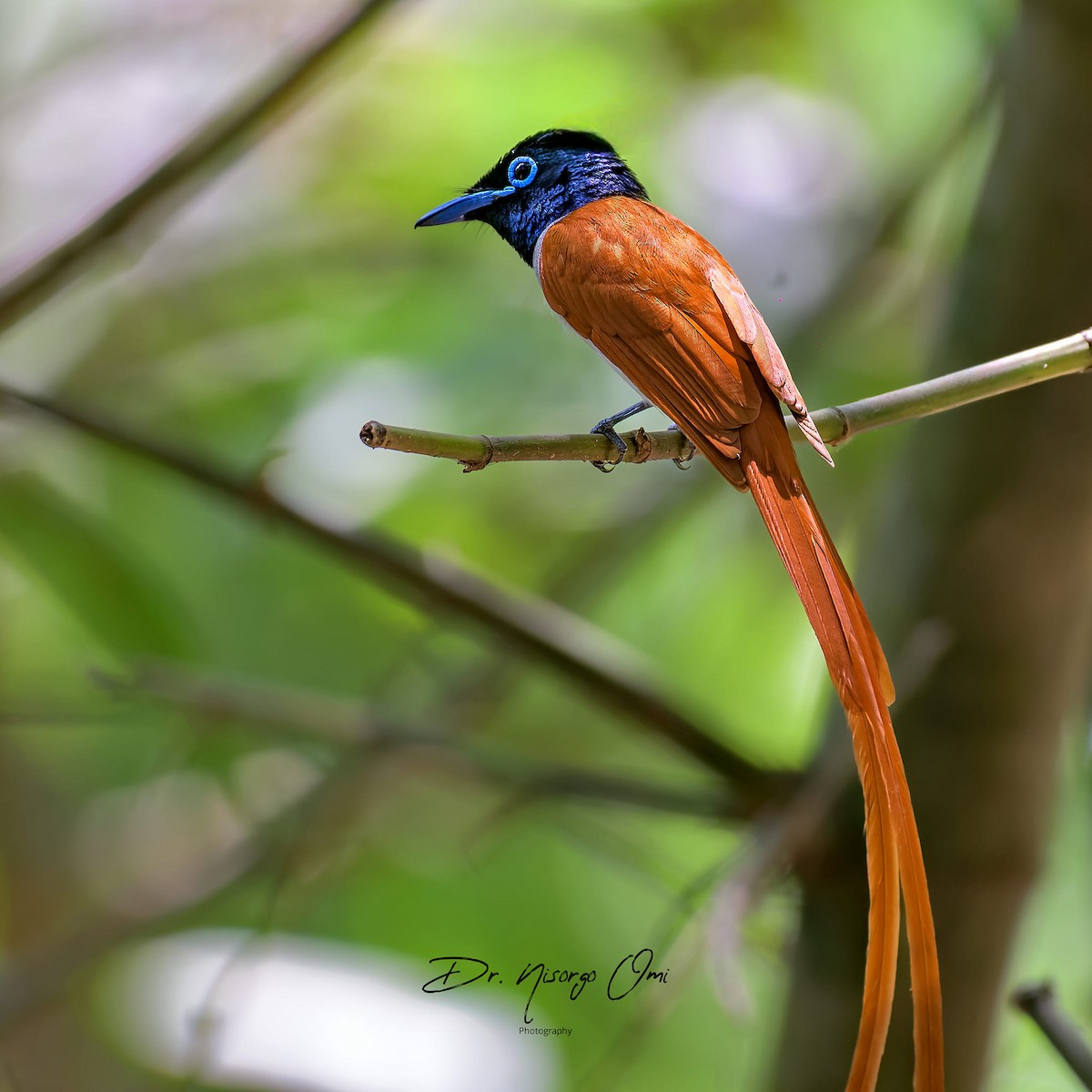 Blyth's Paradise-Flycatcher - Dr Nisorgo Omi