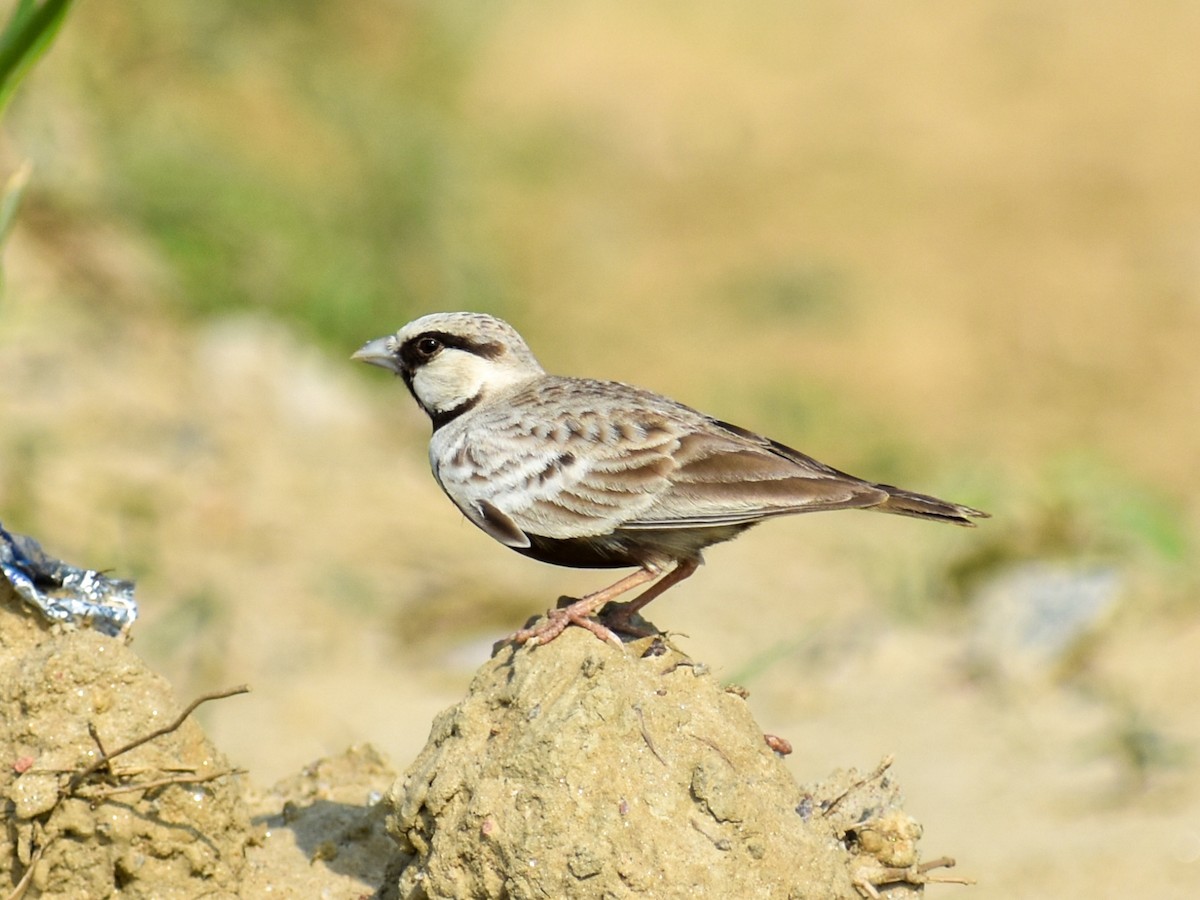 Ashy-crowned Sparrow-Lark - Anupam Kushwaha