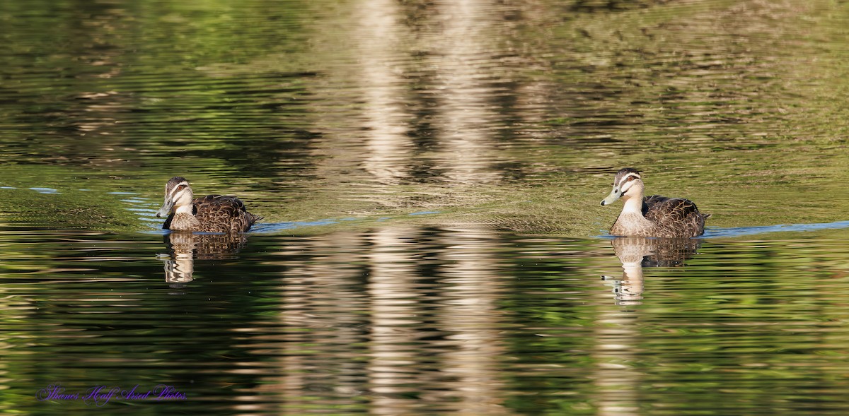 Pacific Black Duck - ML623903021