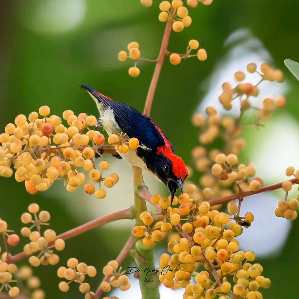 Scarlet-backed Flowerpecker - ML623903022