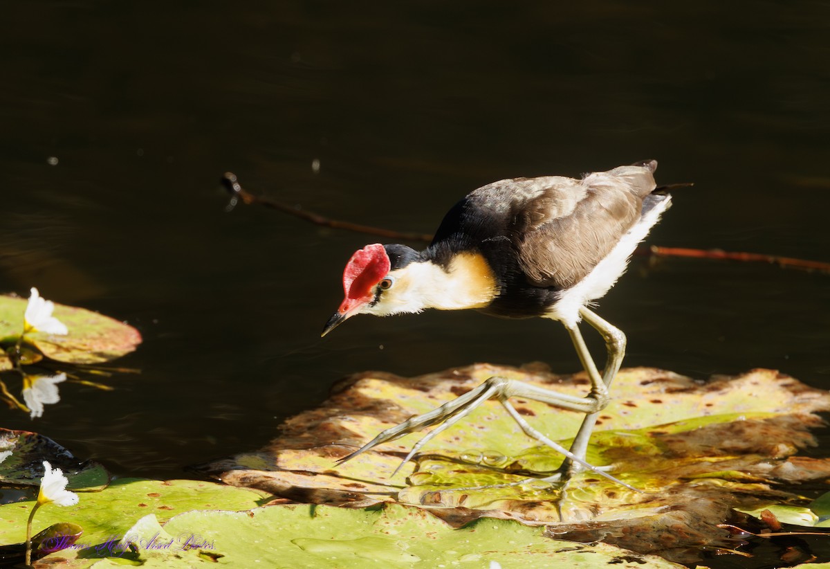 Comb-crested Jacana - Shane R Lawton