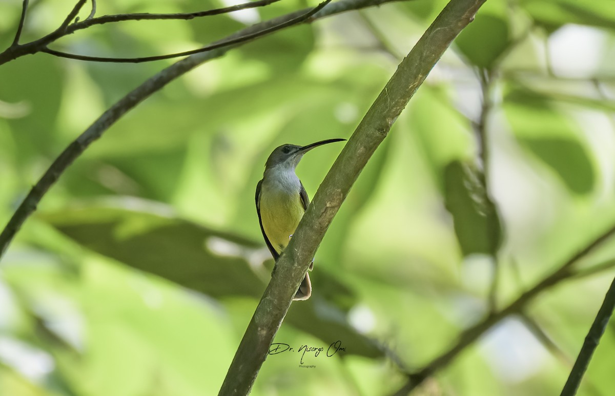 Little Spiderhunter - ML623903030