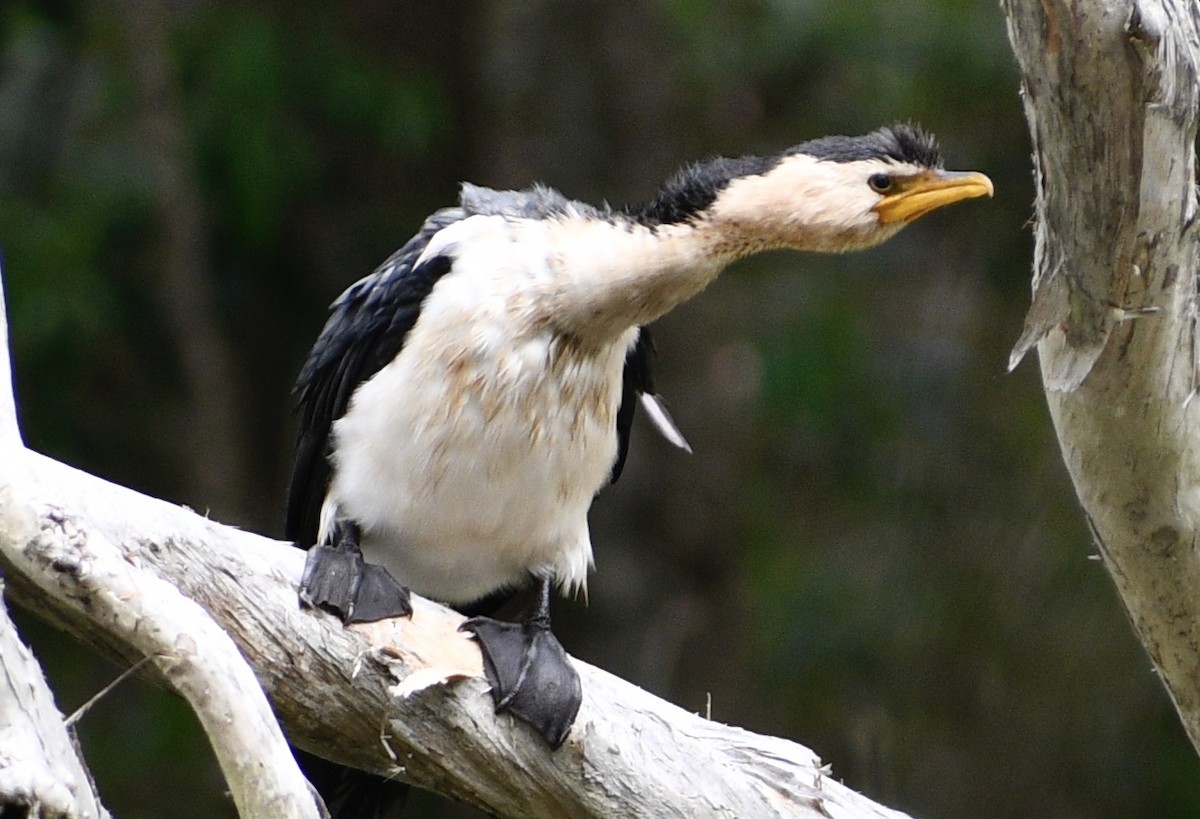 Little Pied Cormorant - Peter Brown