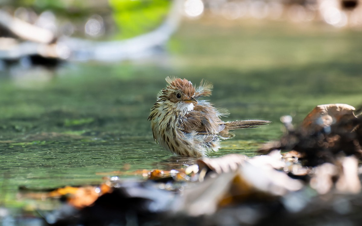 Puff-throated Babbler - ML623903054