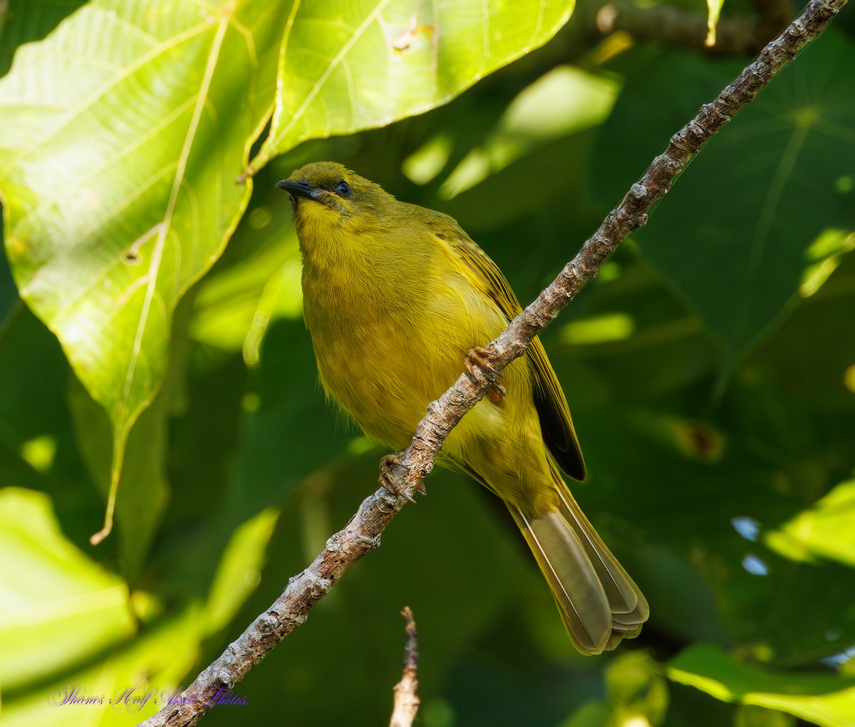 Yellow Honeyeater - ML623903061