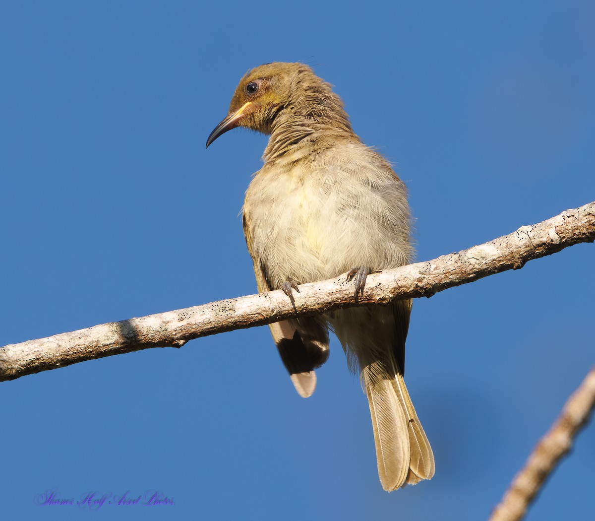 Brown Honeyeater - ML623903062