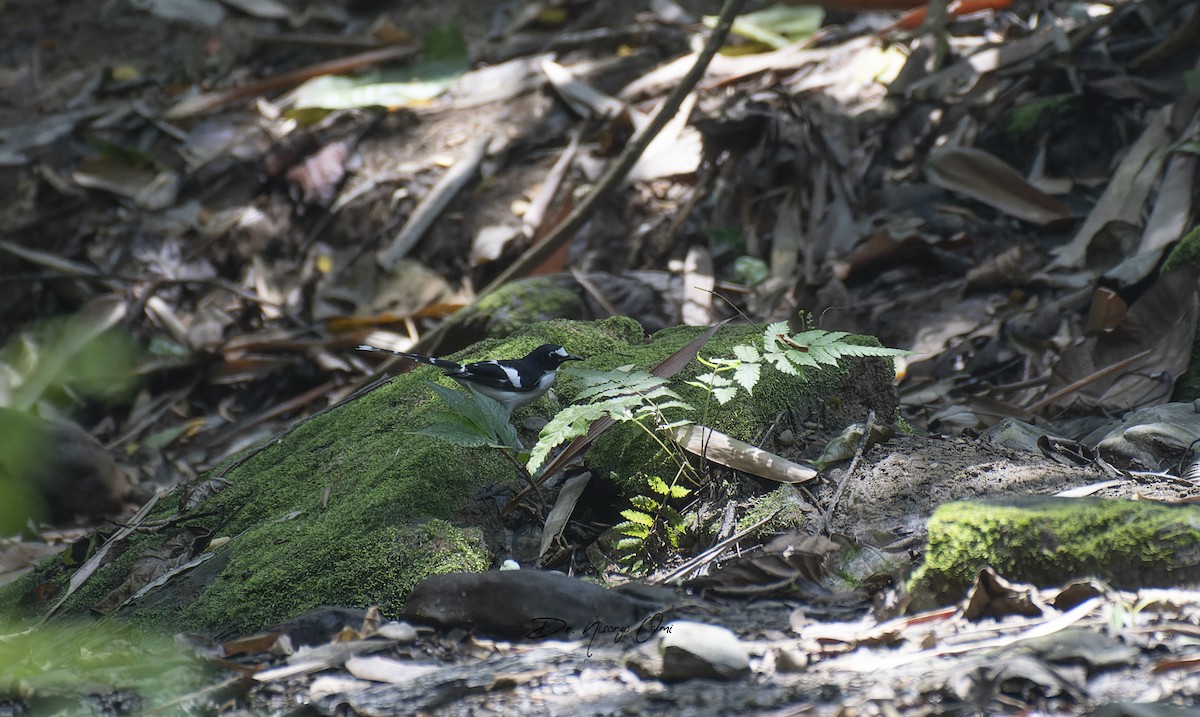 Black-backed Forktail - ML623903067