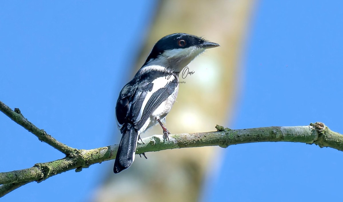 Bar-winged Flycatcher-shrike - ML623903071