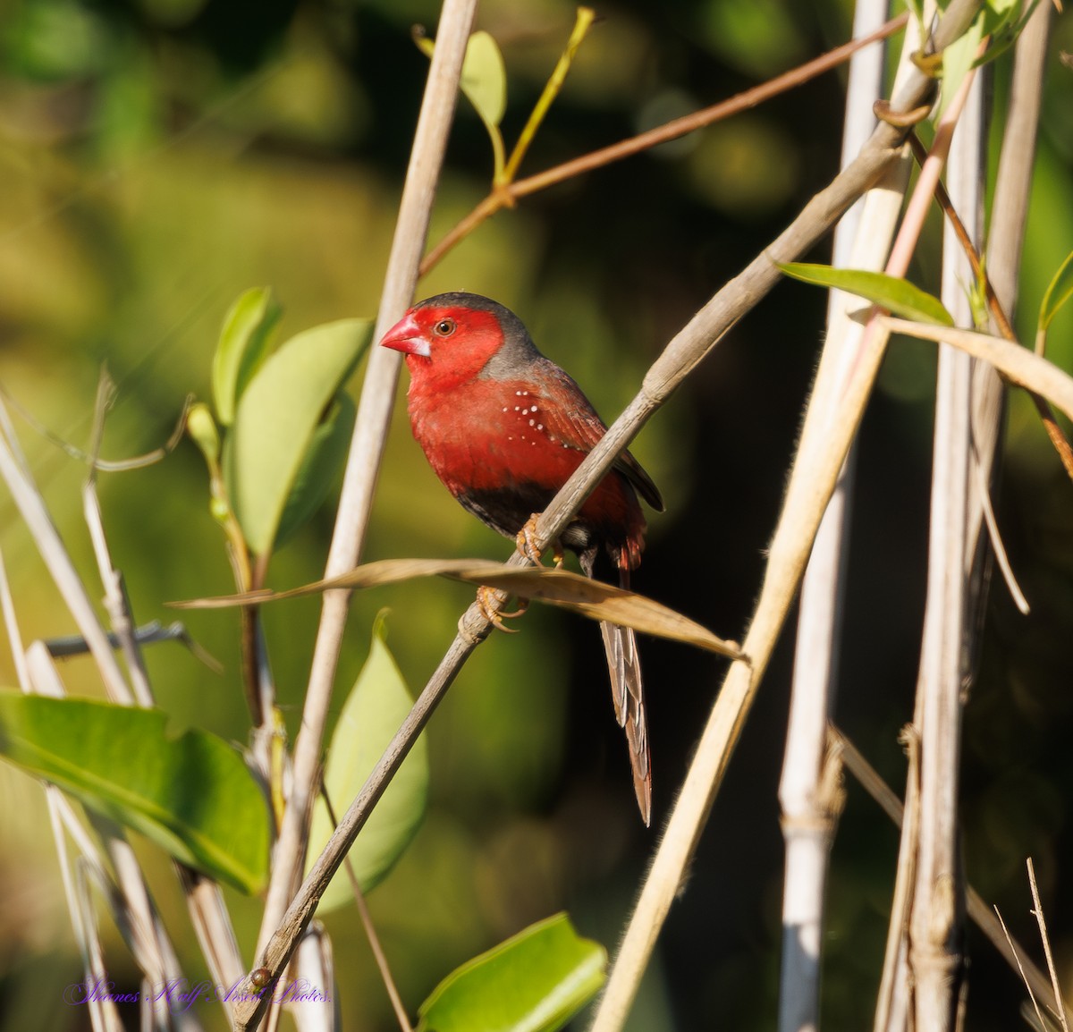 Crimson Finch - ML623903079