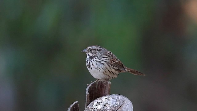 Song Sparrow (heermanni Group) - ML623903083