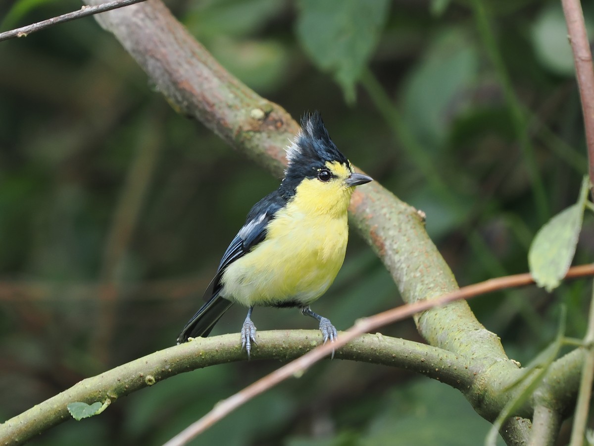Taiwan Yellow Tit - Kuan-Chieh 紅冠 Hung | TaiwanBirdGuide.com
