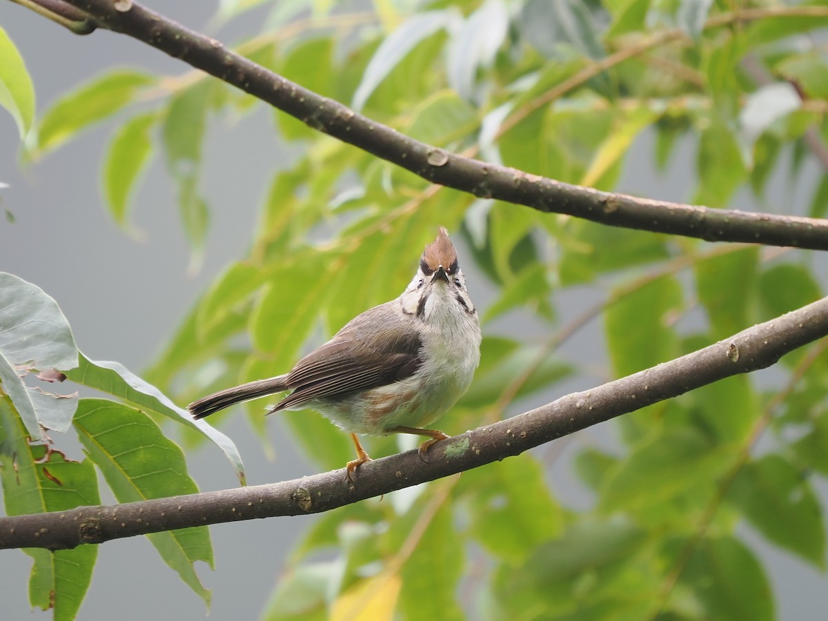 Taiwan Yuhina - ML623903117