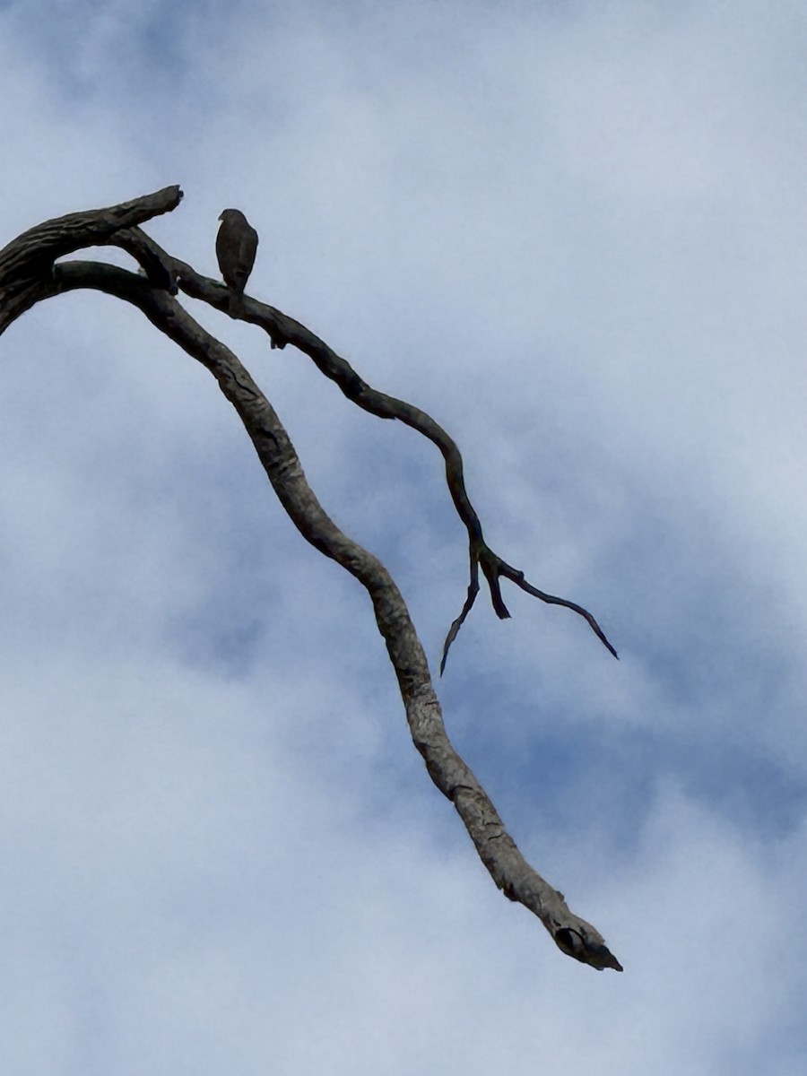 Brown Falcon - Susan Whittington