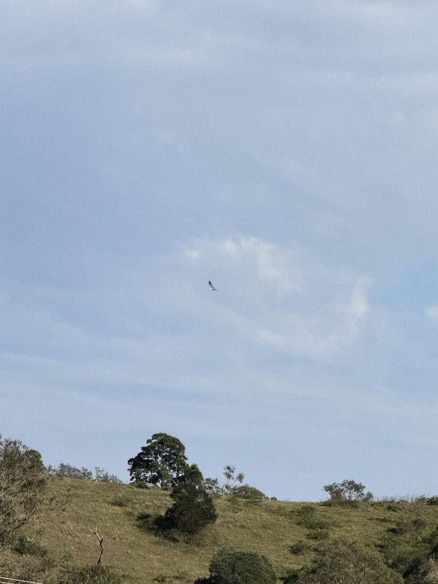 White-bellied Sea-Eagle - ML623903124