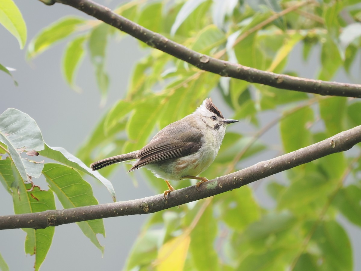 Taiwan Yuhina - ML623903131