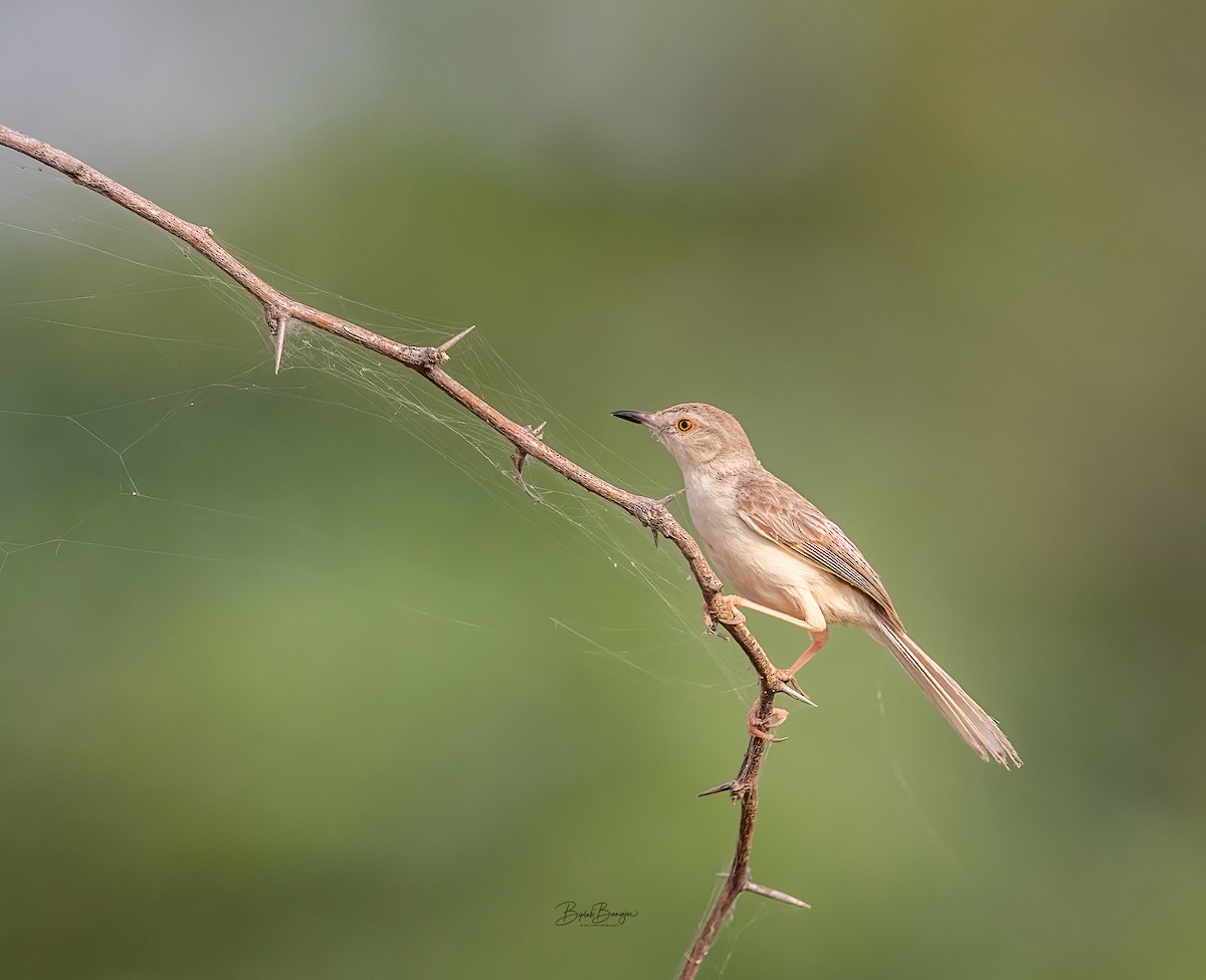 Delicate Prinia - ML623903134