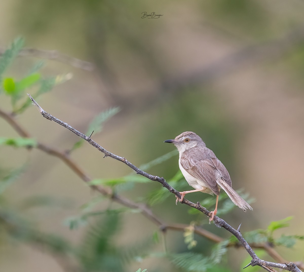 Delicate Prinia - ML623903135