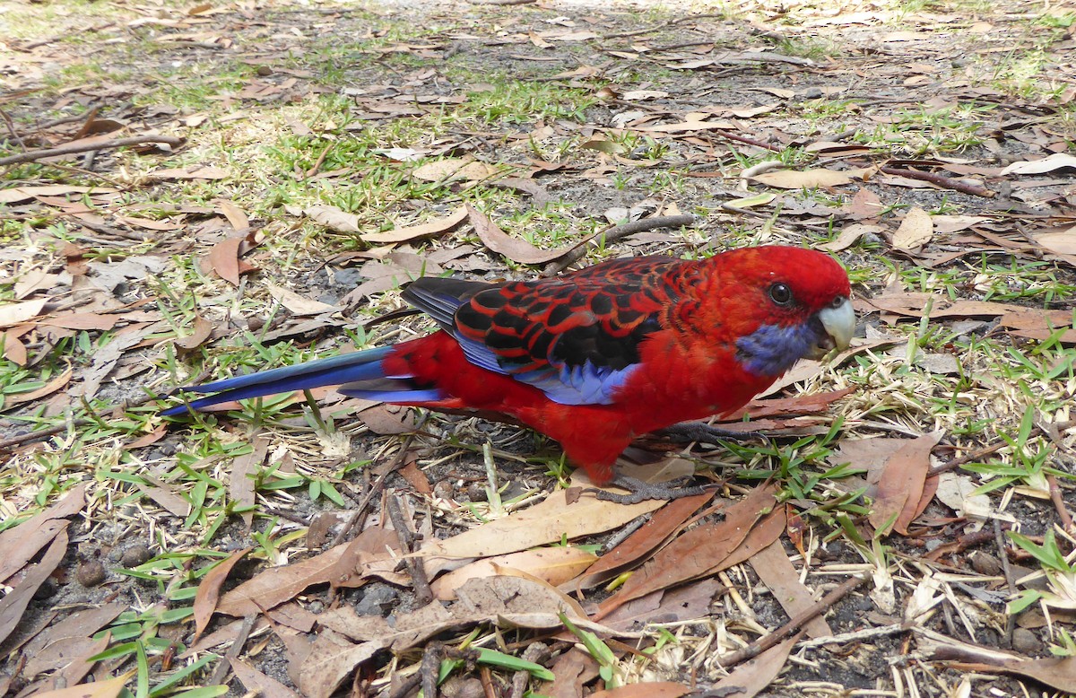 Crimson Rosella - ML623903140