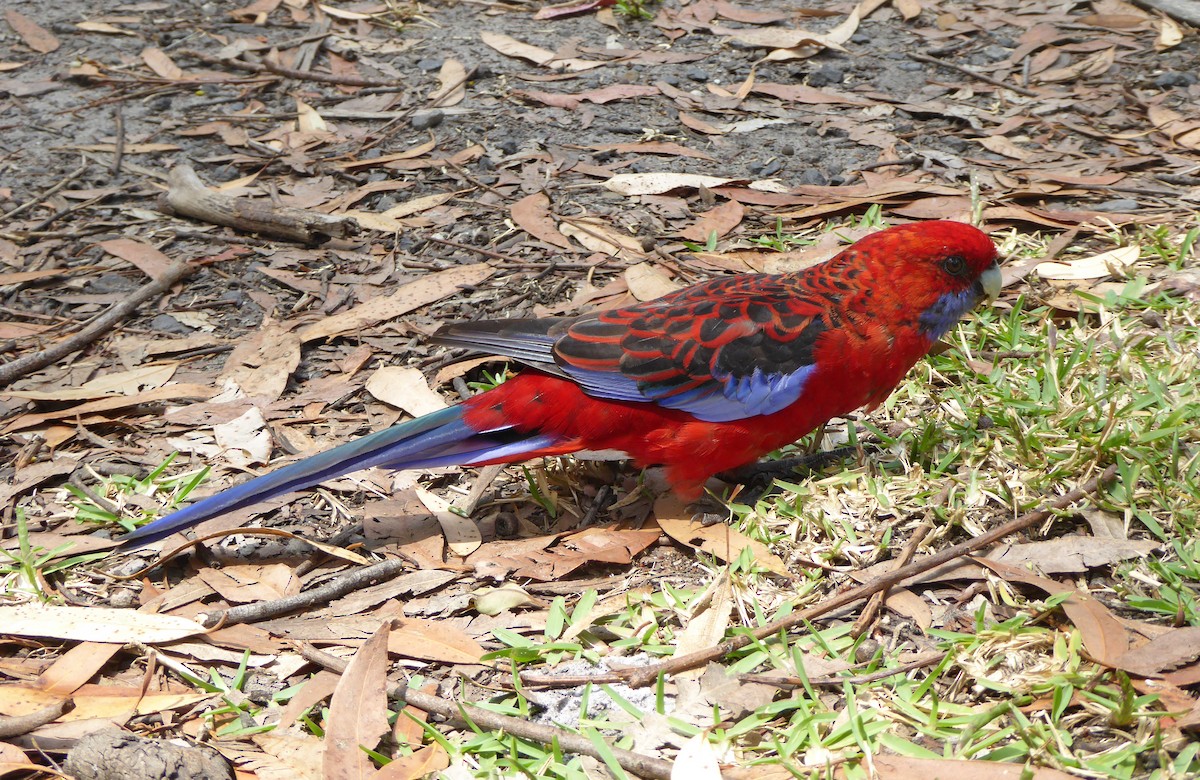 Crimson Rosella - ML623903141