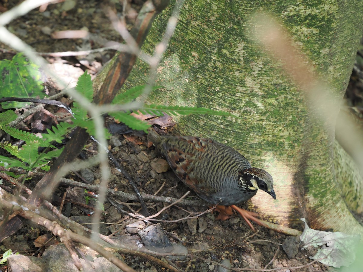 Taiwan Partridge - ML623903142