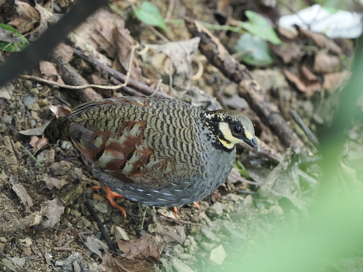 Taiwan Partridge - ML623903145