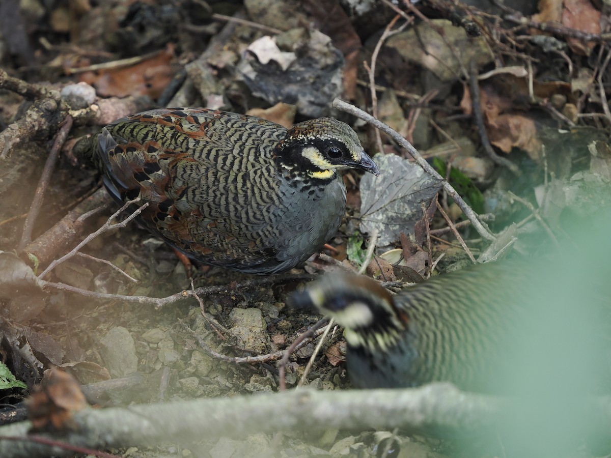 Taiwan Partridge - ML623903147